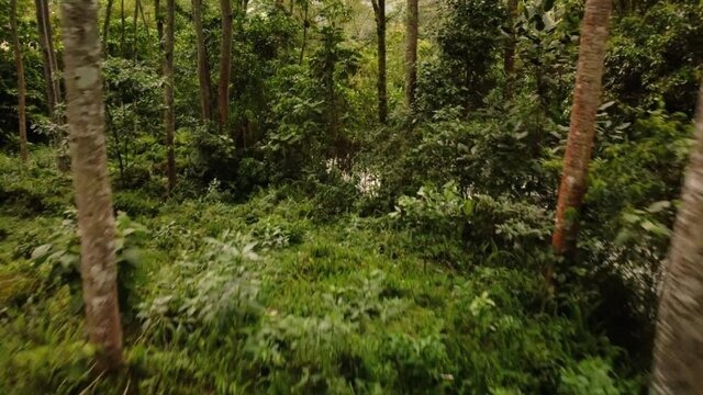 bosque, selva y jungla 