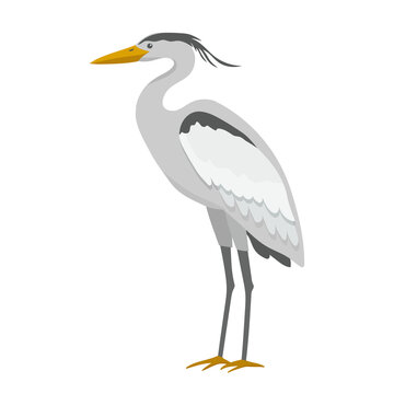 Crane cartoon illustration isolated on white background. Wetland grey bird standing.