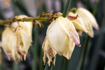 Dry petals on branch in autumn