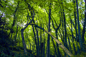 Fototapeta na wymiar bosque con troncos azules