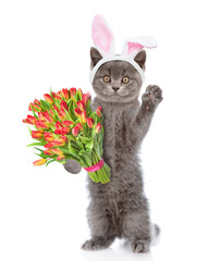 Kitten wearing easter rabbits ears holds bouquet of tulips. Isolated on white background