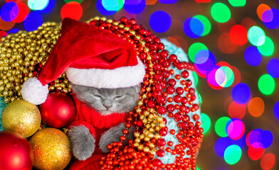 Cute kitten wearing warm sweater  and santa hat sleeps with Christmas tree decoration inside basket. Top down view. Empty space for text