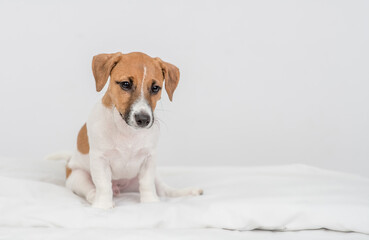 Cute jack russell terrier puppy sits on a bed at home and looks at camera. Empty space for text