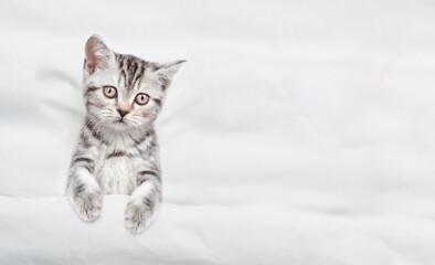 Tabby kitten lying under warm blanket on a white bed at home. Top down view. Empty space for text