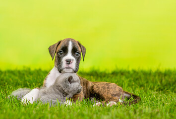 Friendly German boxer puppy hugs tiny kitten on green summer grass. Empty space for text