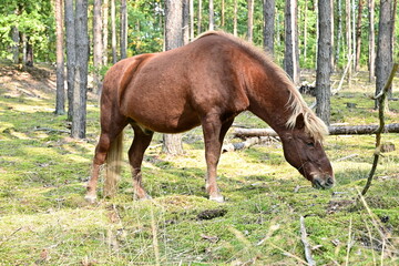 Obraz premium Braunes Pferd auf Moos im Wald