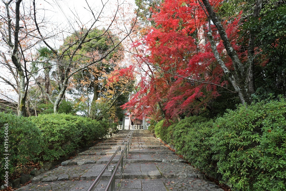 Sticker 京都　真如堂の紅葉