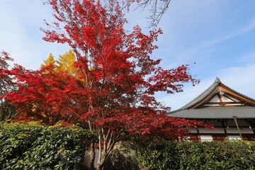 京都　真如堂の紅葉