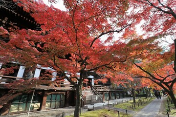 京都 真如堂の紅葉