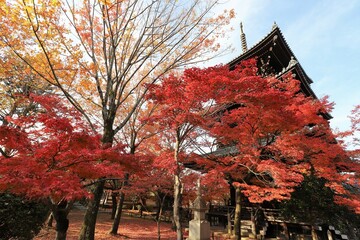 京都　真如堂の紅葉