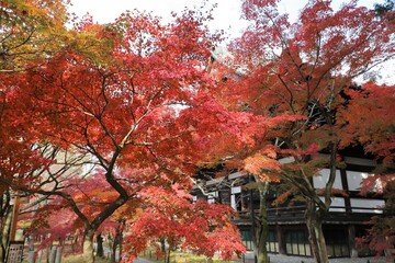 京都　真如堂の紅葉