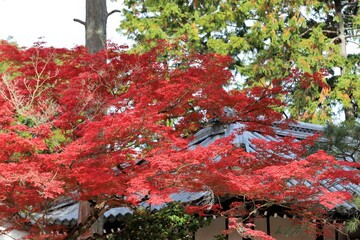 京都　真如堂の紅葉