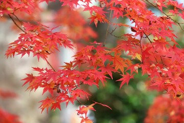 京都　真如堂の紅葉