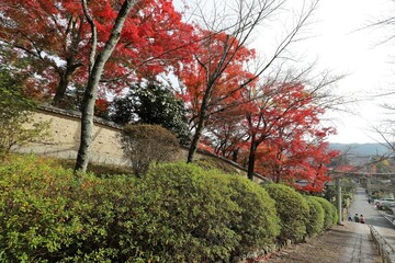 京都　真如堂の紅葉