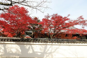 京都　真如堂の紅葉