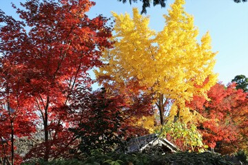 京都　真如堂の紅葉