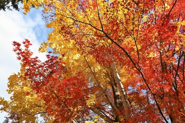 京都　真如堂の紅葉