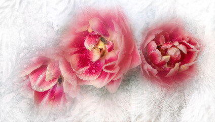 View of beautiful fluffy white pink tulip flowers bouquet through frozen window glass. Spring...