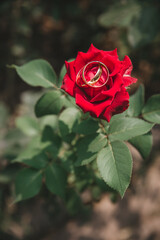 gold wedding rings on a red rose bud