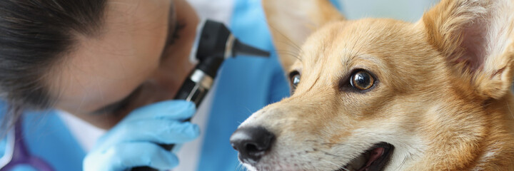 Ear examination by veterinarian in clinic closeup