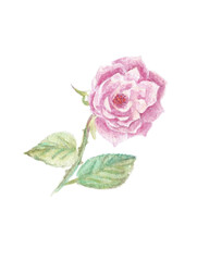 水彩イラスト素材：ピンク色のバラの花一輪
