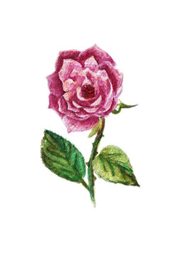 水彩イラスト素材：ピンク色のバラの花一輪　濃い塗り
