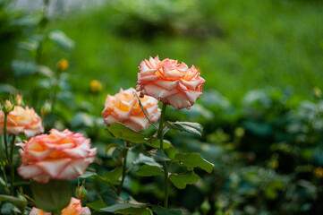 The bush of pink roses in garden in summer. Rosebuds on sticks. Blossoming pink roses on bush. The art of gardening.