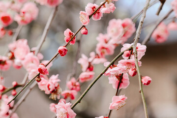 pink cherry blossom