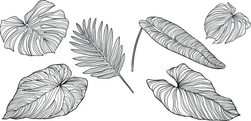Leaves isolated on white. Tropical leaves. Hand drawn vector illustration