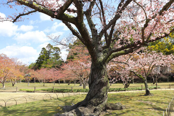 Obraz premium Blooming sakura trees in Koishikawa Korakuen garden, Okayama, Japan