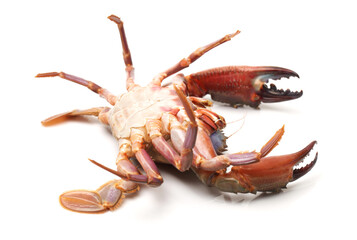 Cooked crab isolated in white background 