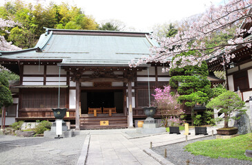 Naklejka premium Ancient pavilions and flowering sakura in Hokokuji temple, Kamakura, Japan