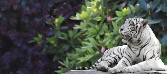 Horizontal banner with tropical plants leaves and a lying white tiger on blurred nature background