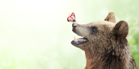 Horizontal nature banner with cheerful brown bear (Ursus arctos) with monarch butterfly sitting on...
