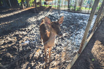 In the zoo, there are deer.