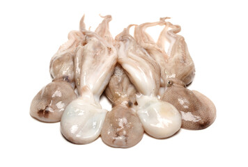 Octopus on white background