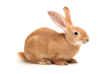 Obraz premium rabbit isolated on white