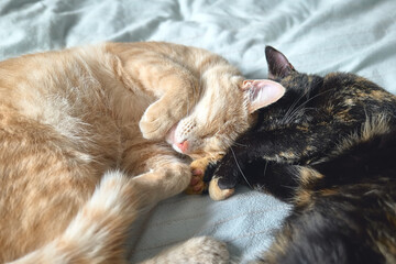 Fototapeta na wymiar Two cats in love sleeping in bed hugging each other. Red tabby cat and tortoiseshell cat sleep together.