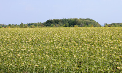 a field of sunflowers in the background is a forest, sunflowers turned away ready to harvest
