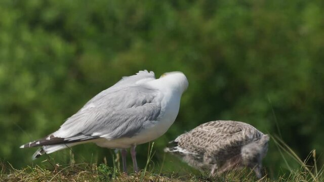 Mother and baby seagull perched on grass. Parentage and maternal seabirds care.