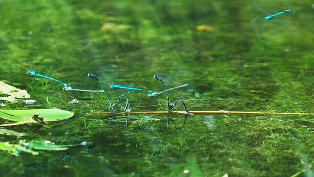 Slow motion group of blue dragonflies pairs mating on the surface of a river