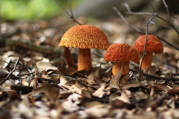 日本・京都の森に生えるキノコ