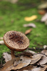 日本・京都の森に生えるキノコ