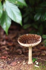 日本・京都の森に生えるキノコ