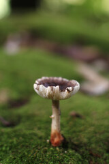 日本・京都の森に生えるキノコ