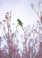 花桃の花にとまるオウムのシルエット