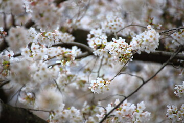 明るい太陽に照らされて華やかな桜の花