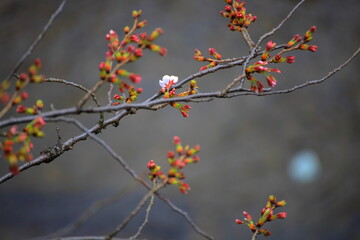 石神井川沿いの桜の景色