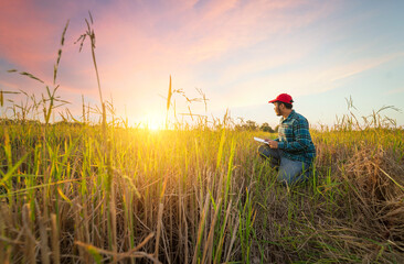A young asian farmer wearing red cap, shirt, jeans, holding tablet working in the rice fields at the evening sunset.Concept of smart agriculture digital agriculturist