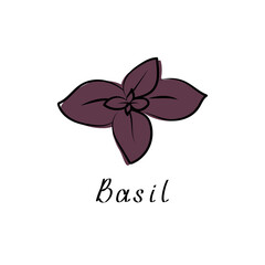 Basil leaves. Vector flat illustration. Basil herb logo
